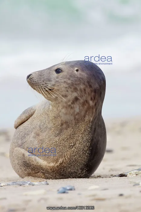 : 80198585 Common / Harbour Seal - resting on beach : 80198585 Common / Harbour Seal - resting on beach