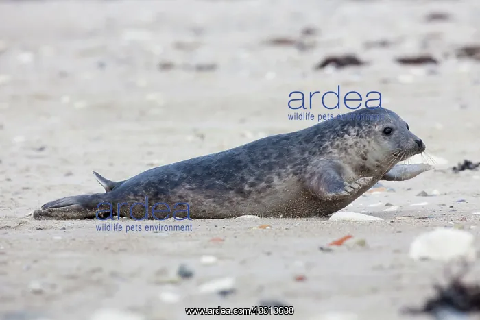 : 80198586 Common / Harbour Seal - resting on beach : 80198586 Common / Harbour Seal - resting on beach