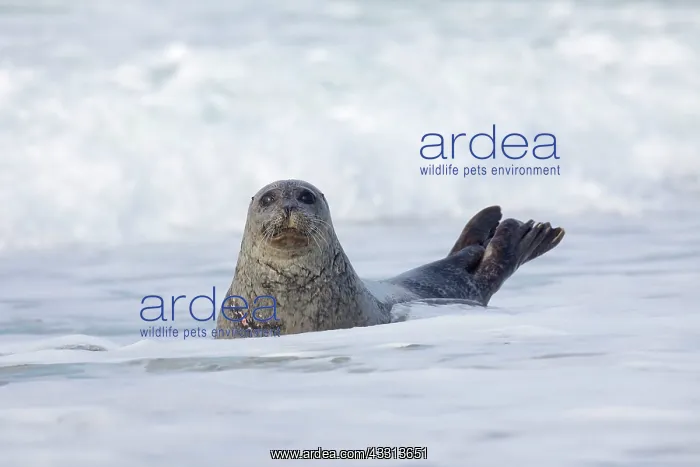  : 80198587 Common  /  Harbour Seal - resting on beach