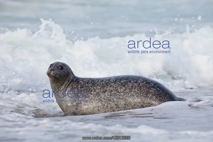 : 80198588 Common / Harbour Seal - resting on beach : 80198588 Common / Harbour Seal - resting on beach