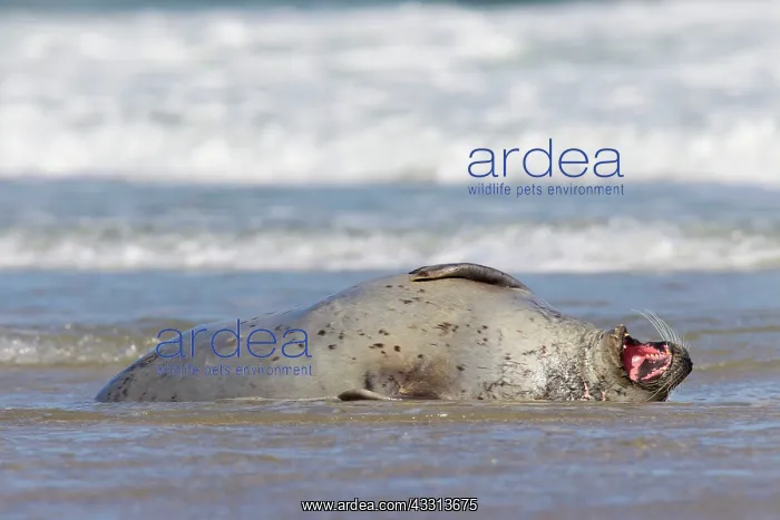 : 80198589 Common / Harbour Seal - resting on beach : 80198589 Common / Harbour Seal - resting on beach
