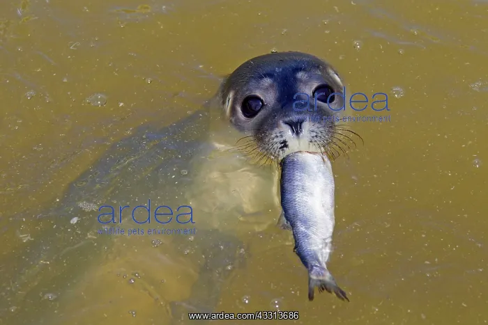 : 80198590 Common / Harbour Seal - young with fish : 80198590 Common / Harbour Seal - young with fish