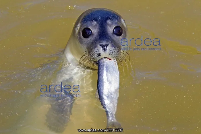 : 80198591 Common / Harbour Seal - young with fish : 80198591 Common / Harbour Seal - young with fish