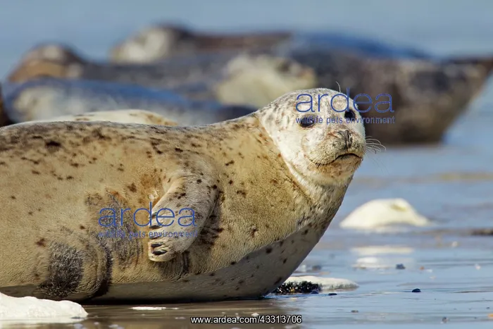 : 80198592 Common / Harbour Seal - portrait Wadden : 80198592 Common / Harbour Seal - portrait Wadden