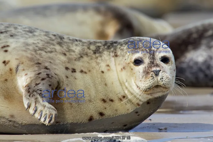 : 80198593 Common / Harbour Seal - portrait Wadden : 80198593 Common / Harbour Seal - portrait Wadden