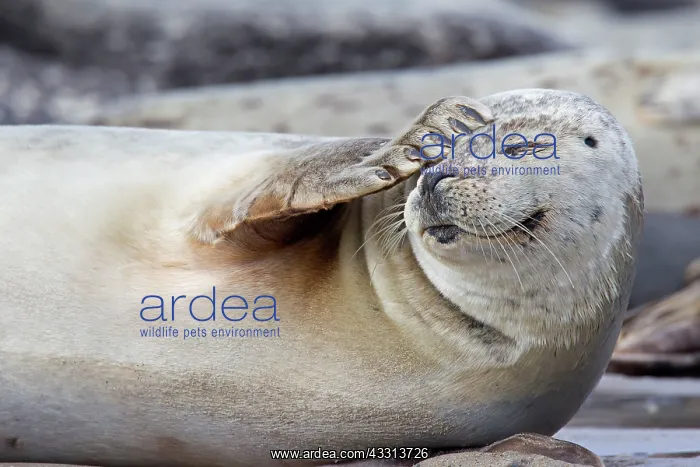 : 80198594 Common / Harbour Seal - portrait Wadden : 80198594 Common / Harbour Seal - portrait Wadden