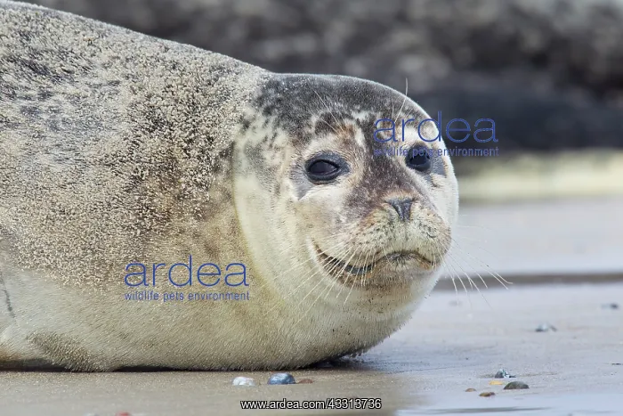 : 80198595 Common / Harbour Seal - portrait Wadden : 80198595 Common / Harbour Seal - portrait Wadden