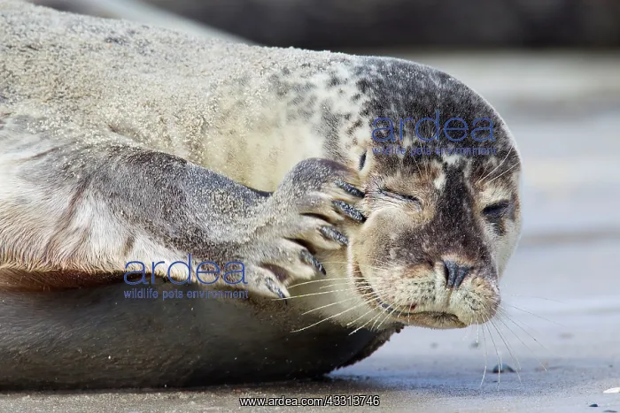 : 80198596 Common / Harbour Seal - portrait Wadden : 80198596 Common / Harbour Seal - portrait Wadden