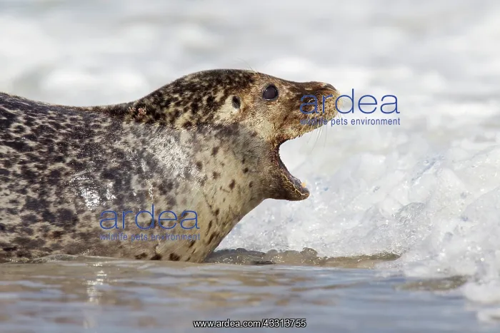  : 80198597 Common  /  Harbour Seal - portrait Wadden