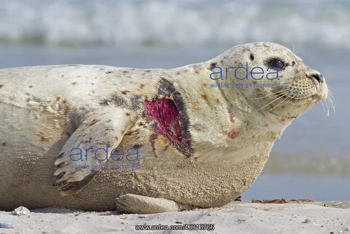 : 80198598 Common / Harbour Seal - portrait of injured : 80198598 Common / Harbour Seal - portrait of injured