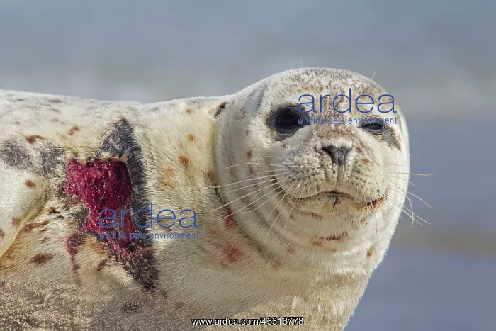 : 80198599 Common / Harbour Seal - portrait of injured : 80198599 Common / Harbour Seal - portrait of injured