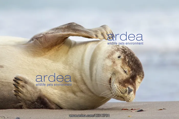 : 80198600 Common / Harbour Seal - portrait Wadden : 80198600 Common / Harbour Seal - portrait Wadden