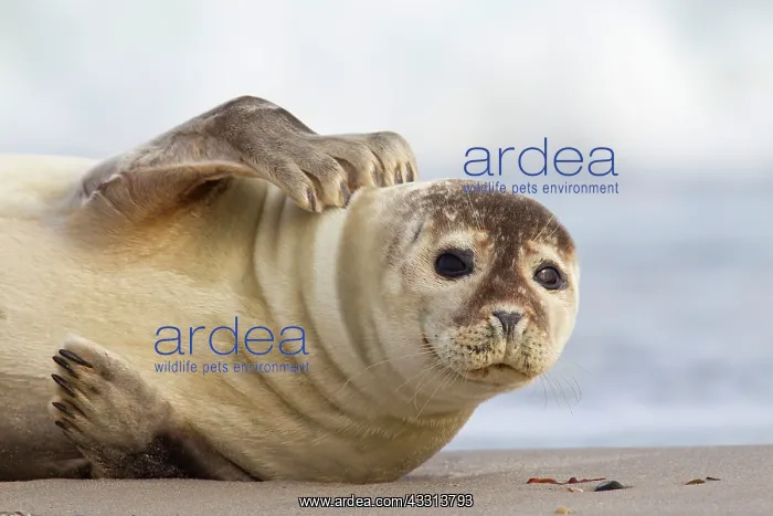 : 80198601 Common / Harbour Seal - portrait Wadden : 80198601 Common / Harbour Seal - portrait Wadden