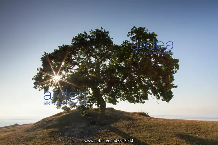  : 80198614 Common Beech - single tree on Baltic Sea