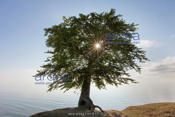 : 80198615 Common Beech - single tree on Baltic Sea : 80198615 Common Beech - single tree on Baltic Sea