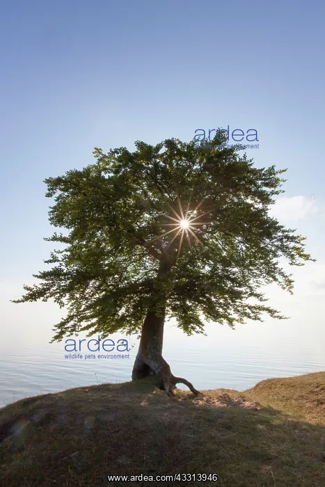 : 80198616 Common Beech - single tree on Baltic Sea : 80198616 Common Beech - single tree on Baltic Sea