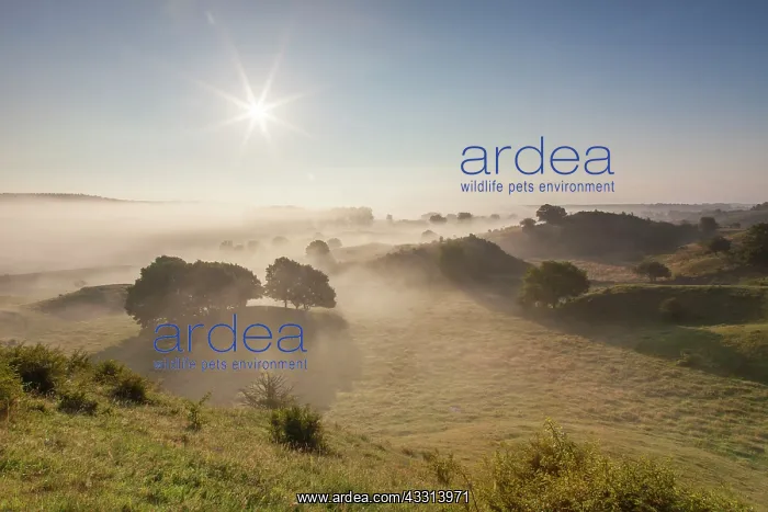 : 80198618 Broesarps Backar Hills - in morning fog : 80198618 Broesarps Backar Hills - in morning fog