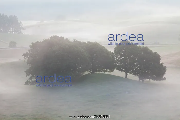 : 80198619 Broesarps Backar Hills - in morning fog : 80198619 Broesarps Backar Hills - in morning fog