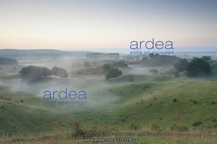 : 80198620 Broesarps Backar Hills - in morning fog : 80198620 Broesarps Backar Hills - in morning fog
