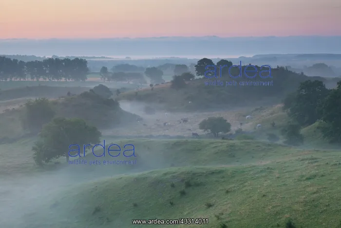 : 80198621 Broesarps Backar Hills - in morning fog : 80198621 Broesarps Backar Hills - in morning fog