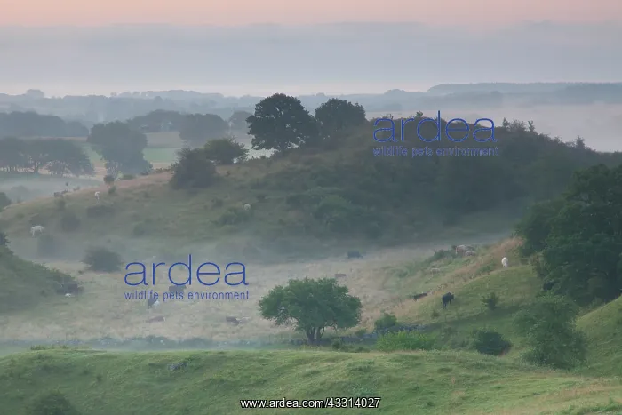 : 80198622 Broesarps Backar Hills - in morning fog : 80198622 Broesarps Backar Hills - in morning fog