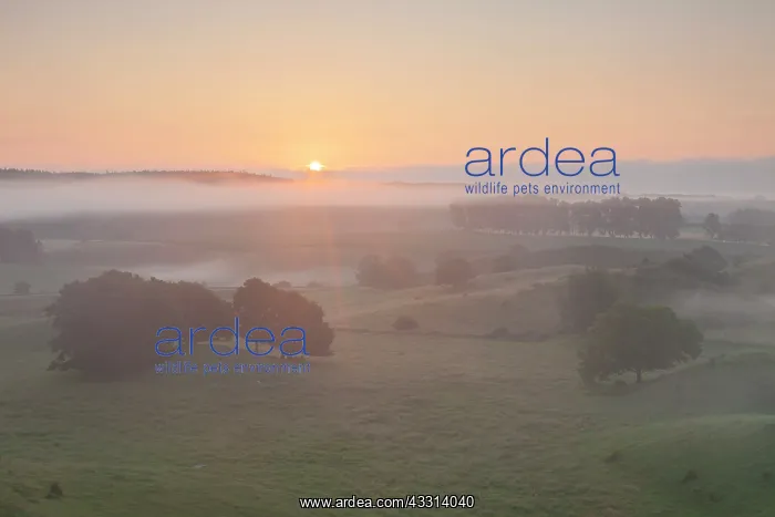 : 80198623 Broesarps Backar Hills - in morning fog : 80198623 Broesarps Backar Hills - in morning fog