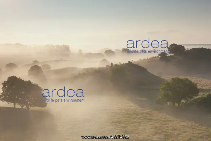 : 80198624 Broesarps Backar Hills - in morning fog : 80198624 Broesarps Backar Hills - in morning fog