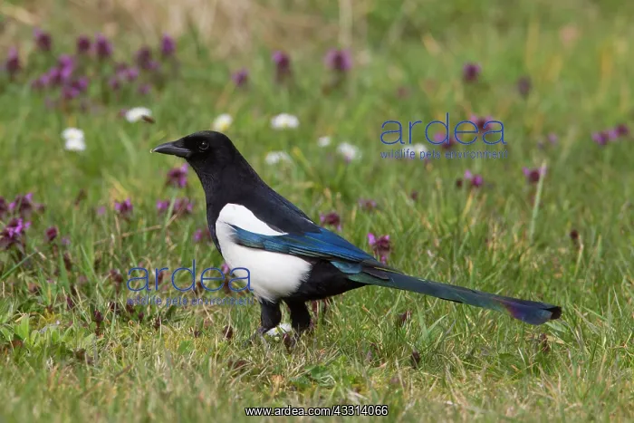 : 80198625 Common Magpie - adult Lower Saxony, Germany : 80198625 Common Magpie - adult Lower Saxony, Germany