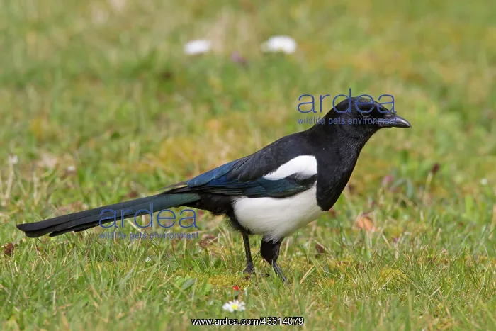 : 80198626 Common Magpie - adult Lower Saxony, Germany : 80198626 Common Magpie - adult Lower Saxony, Germany