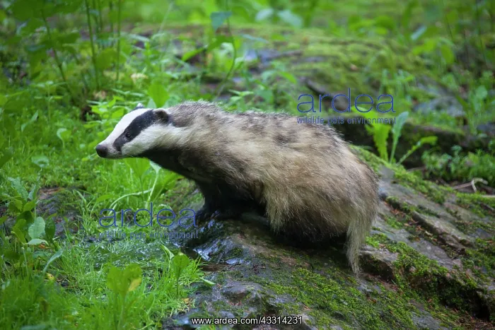 : 80198639 European Badger - adult Germany Meles meles : 80198639 European Badger - adult Germany Meles meles