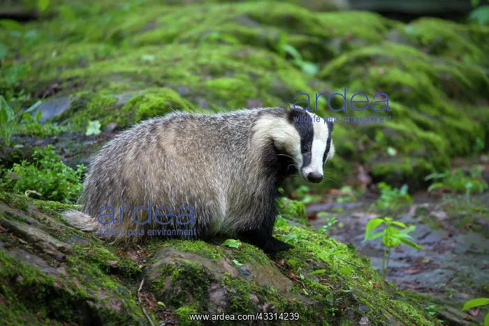 : 80198640 European Badger - adult Germany Meles meles : 80198640 European Badger - adult Germany Meles meles