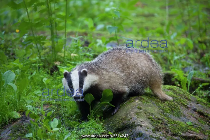: 80198641 European Badger - adult Germany Meles meles : 80198641 European Badger - adult Germany Meles meles