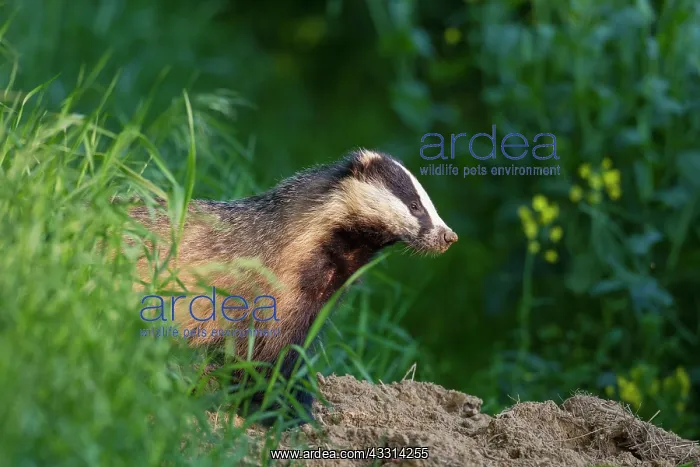 : 80198642 European Badger - adult Germany Meles meles : 80198642 European Badger - adult Germany Meles meles