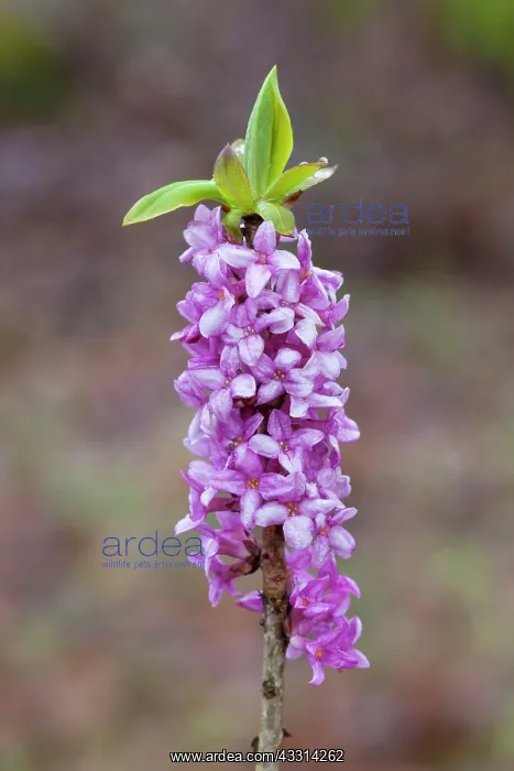 : 80198643 February Daphne / Mezereon - flowering : 80198643 February Daphne / Mezereon - flowering