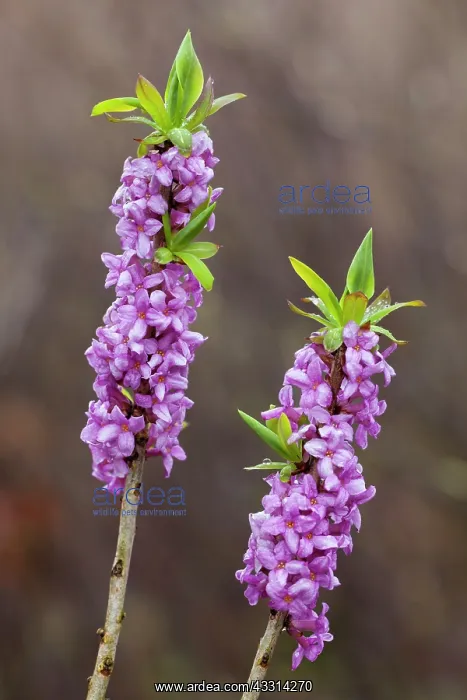 : 80198644 February Daphne / Mezereon - flowering : 80198644 February Daphne / Mezereon - flowering