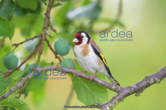 : 80198645 Goldfinch - adult perched on twig Germany : 80198645 Goldfinch - adult perched on twig Germany