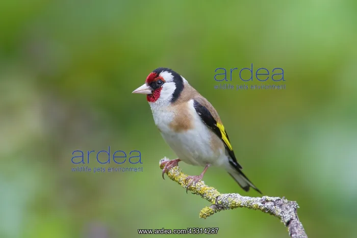  : 80198646 Goldfinch - adult perched on twig Germany