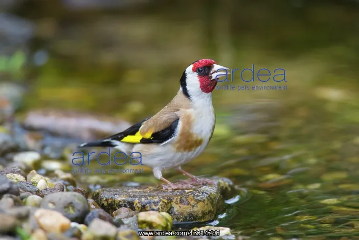 : 80198647 Goldfinch - adult drinking Germany Carduelis : 80198647 Goldfinch - adult drinking Germany Carduelis