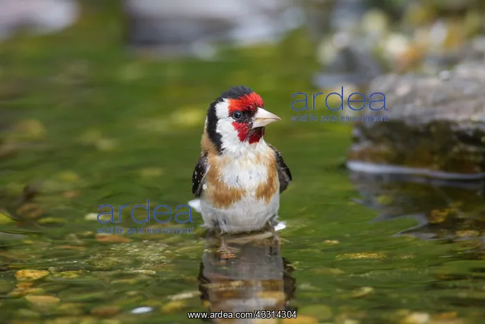 : 80198648 Goldfinch - adult bathing Germany Carduelis : 80198648 Goldfinch - adult bathing Germany Carduelis