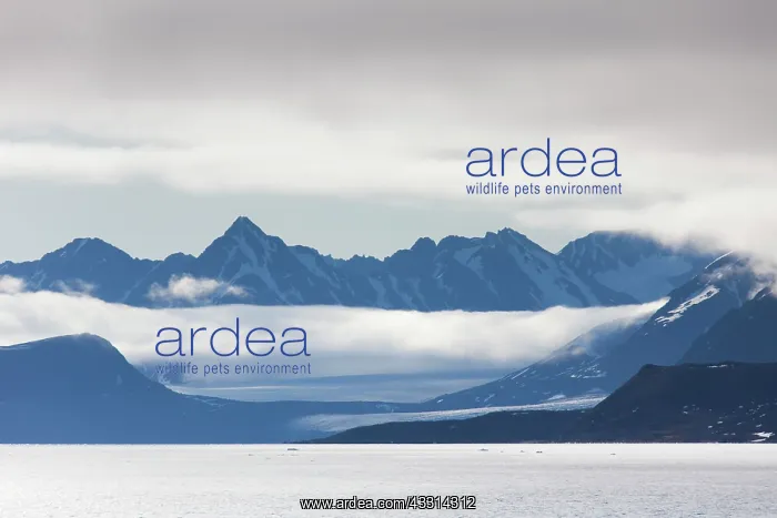 : 80198649 Hamilton-Bay - mountains and glacier Raudfjord : 80198649 Hamilton-Bay - mountains and glacier Raudfjord