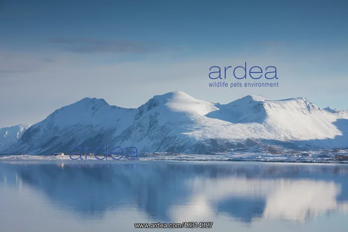 : 80198651 Mount Hatinden - in winter snow Vestvagoya : 80198651 Mount Hatinden - in winter snow Vestvagoya