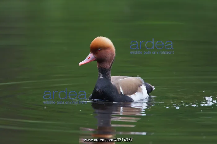 : 80198652 Red-Crested Porchard - drake Germany Netta : 80198652 Red-Crested Porchard - drake Germany Netta