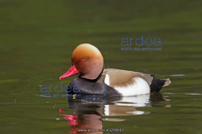 : 80198653 Red-Crested Porchard - drake Germany Netta : 80198653 Red-Crested Porchard - drake Germany Netta