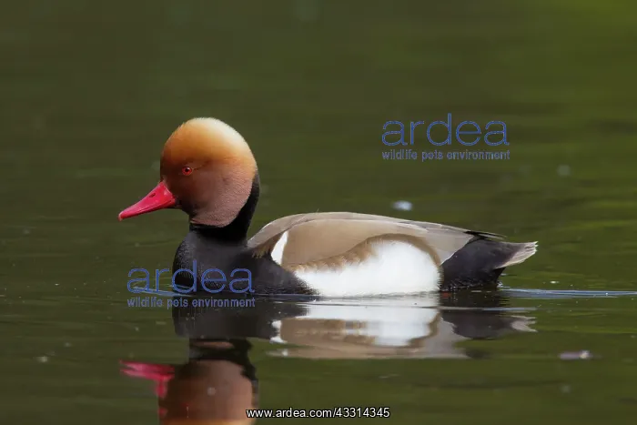 : 80198654 Red-Crested Porchard - drake Germany Netta : 80198654 Red-Crested Porchard - drake Germany Netta