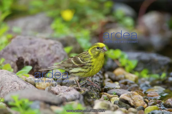 : 80198655 Serin - adult male Germany Serinus serinus : 80198655 Serin - adult male Germany Serinus serinus