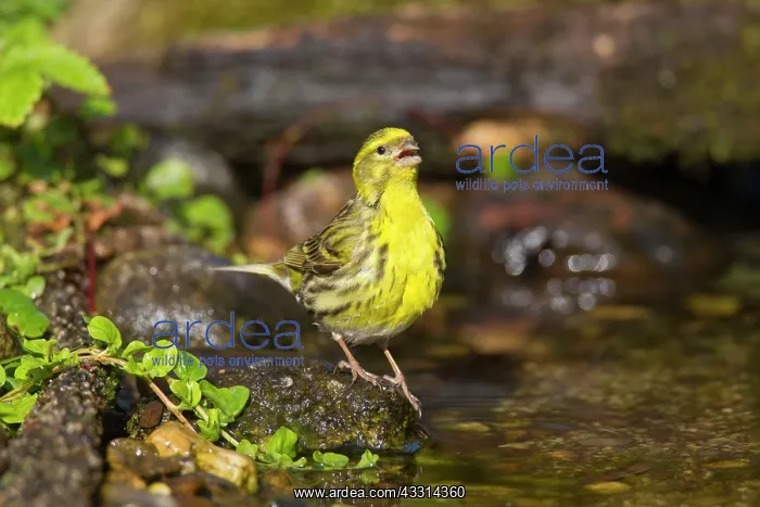 : 80198656 Serin - adult male drinking Germany Serinus : 80198656 Serin - adult male drinking Germany Serinus