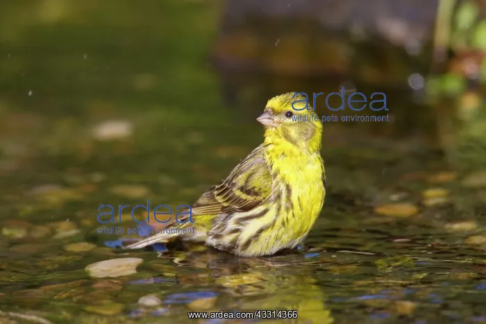  : 80198657 Serin - adult male bathing Germany Serinus