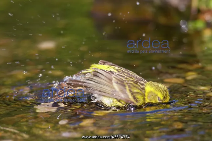 : 80198658 Serin - adult male bathing Germany Serinus : 80198658 Serin - adult male bathing Germany Serinus