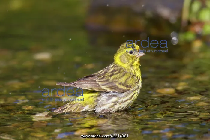 : 80198659 Serin - adult male bathing Germany Serinus : 80198659 Serin - adult male bathing Germany Serinus