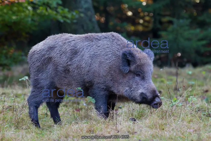 : 80198660 Wild Boar - sow in autumn Germany Sus scrofa : 80198660 Wild Boar - sow in autumn Germany Sus scrofa
